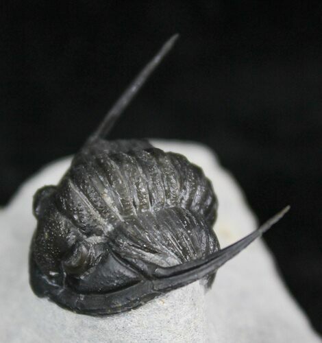 Sweet Cornuproetus Trilobite With Free-Standing Genals #27570